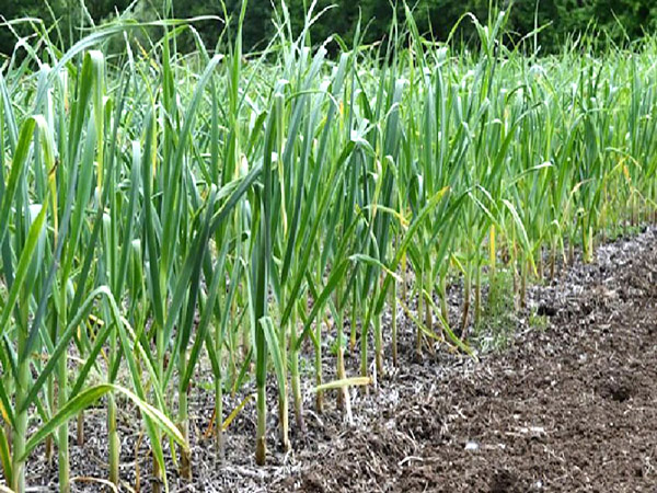 Cây tỏi Cô đơn cay toi co don