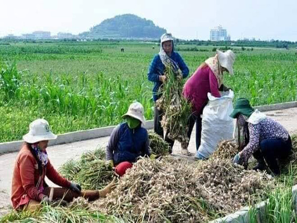 Thu hoạch Tỏi Cô đơn thu hoach toi co don