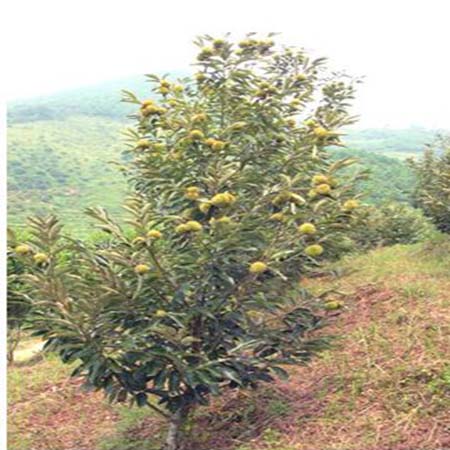 Cây Dẻ Ván Ghép