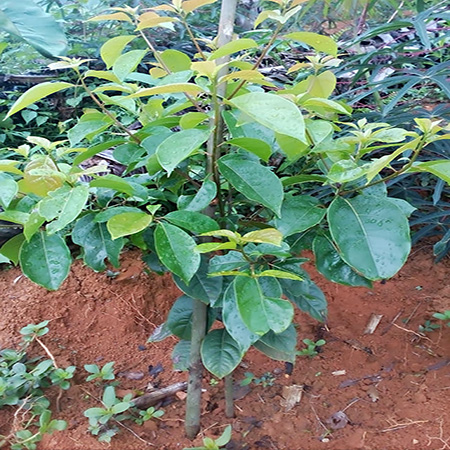 Cây Gù Hương (Sá Xị)