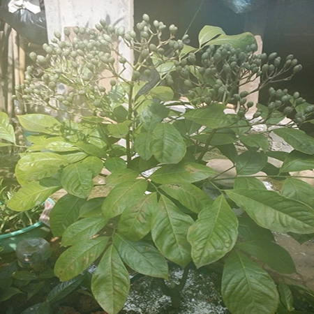 Cây Húng Vịt