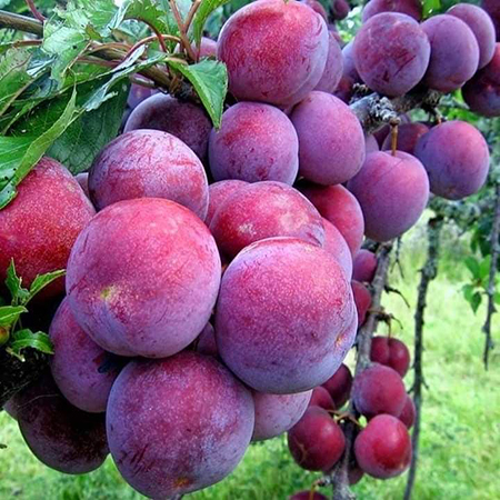Cây Mận Tam Hoa