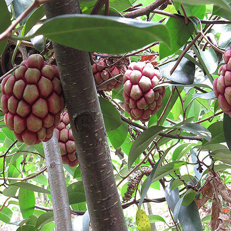 Cây Na Rừng