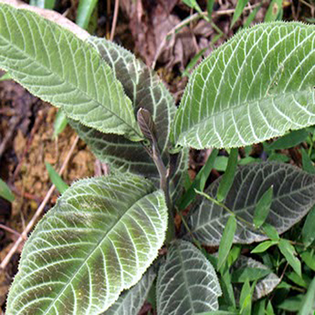 Giống Cây Khôi Nhung
