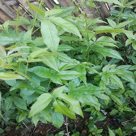 Cây Ngũ Gia Bì Hương