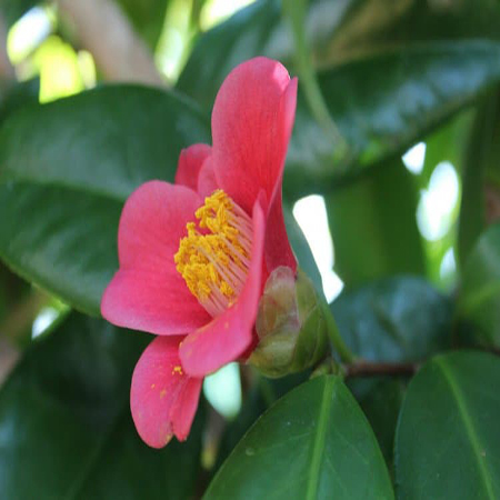 Cây Trà Hoa Đỏ