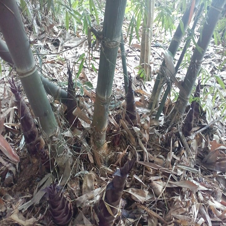 Giống Cây Tre Ngọt