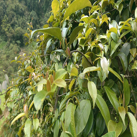 Dây Lá Giang
