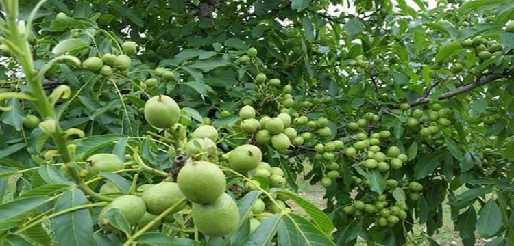 trung tâm giống cây trồng miền bắc