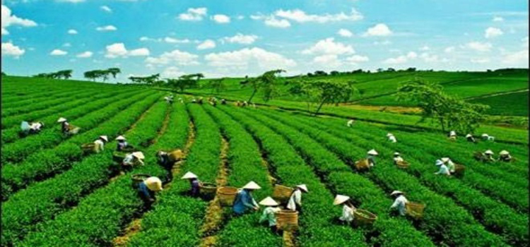 trung tâm giống cây trồng miền bắc