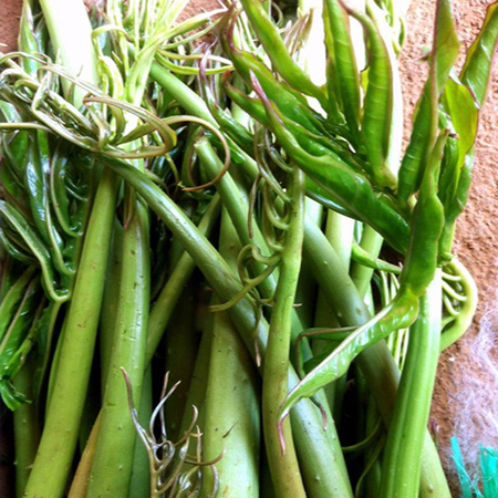 Giống Rau Mướp Gai