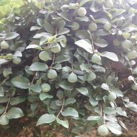 Giống cây Trâu Cổ