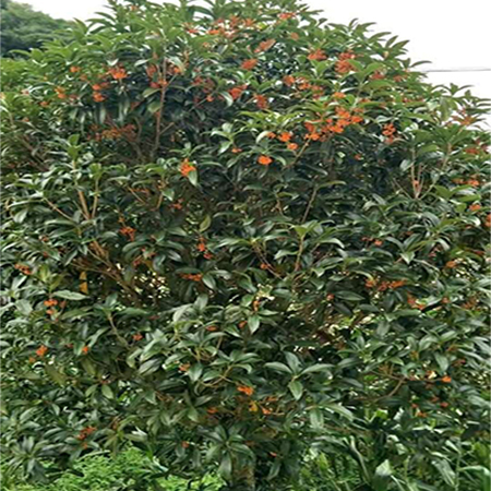 Cây Mộc Hoa Đỏ