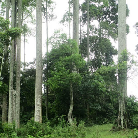 Cây Chò Chỉ