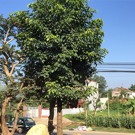 Cây Nhội