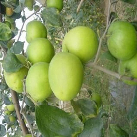 Giống Cây Táo Đại