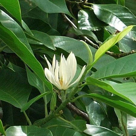 Cây Hoa Ngọc Lan