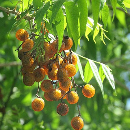Cây Bồ Hòn