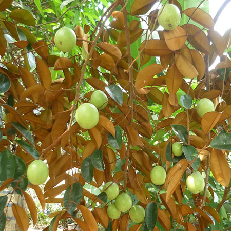 Cây Vú Sữa