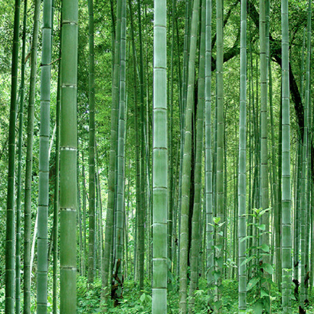 Cây Trúc Đại (Tre Moso)