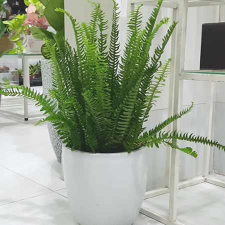 Cây Dương Xỉ Lá Me