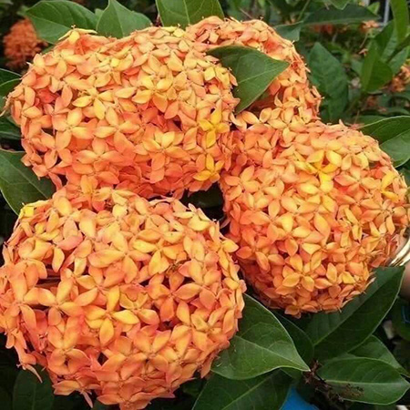 Cây Mẫu Đơn Mỹ Cam