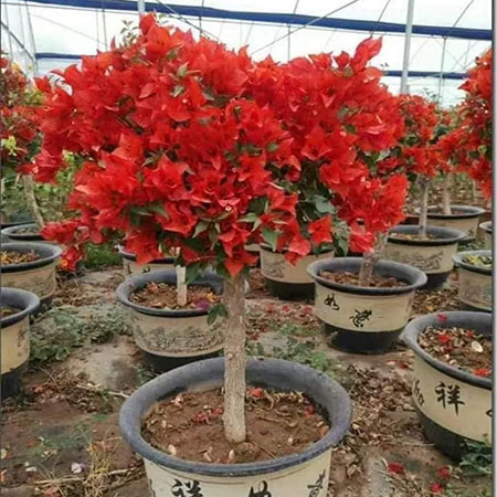 Cây Hoa Giấy Đỏ Lửa (Red Samba)