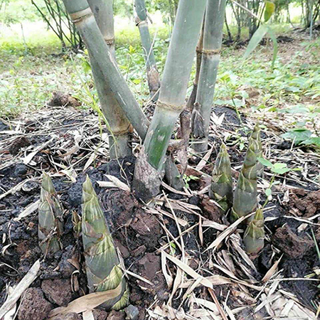 Cây Tre Ngọt Thái Lan