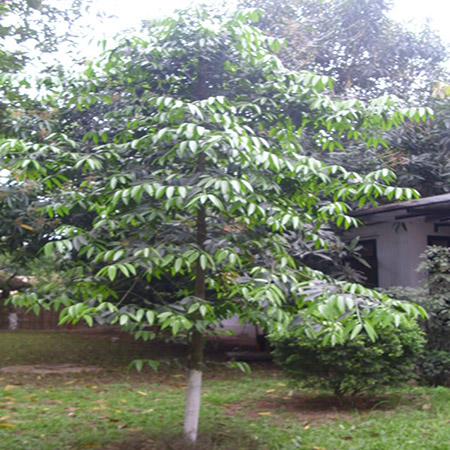 Giống Cây Kim Giao