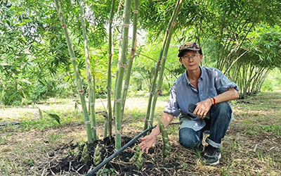 KỸ THUẬT TRỒNG VÀ CHĂM SÓC CÂY TRE NGỌT THÁI LAN BONGWAN